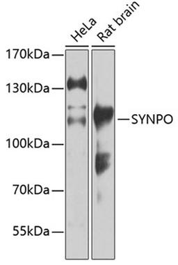 Western blot - SYNPO antibody (A12049)