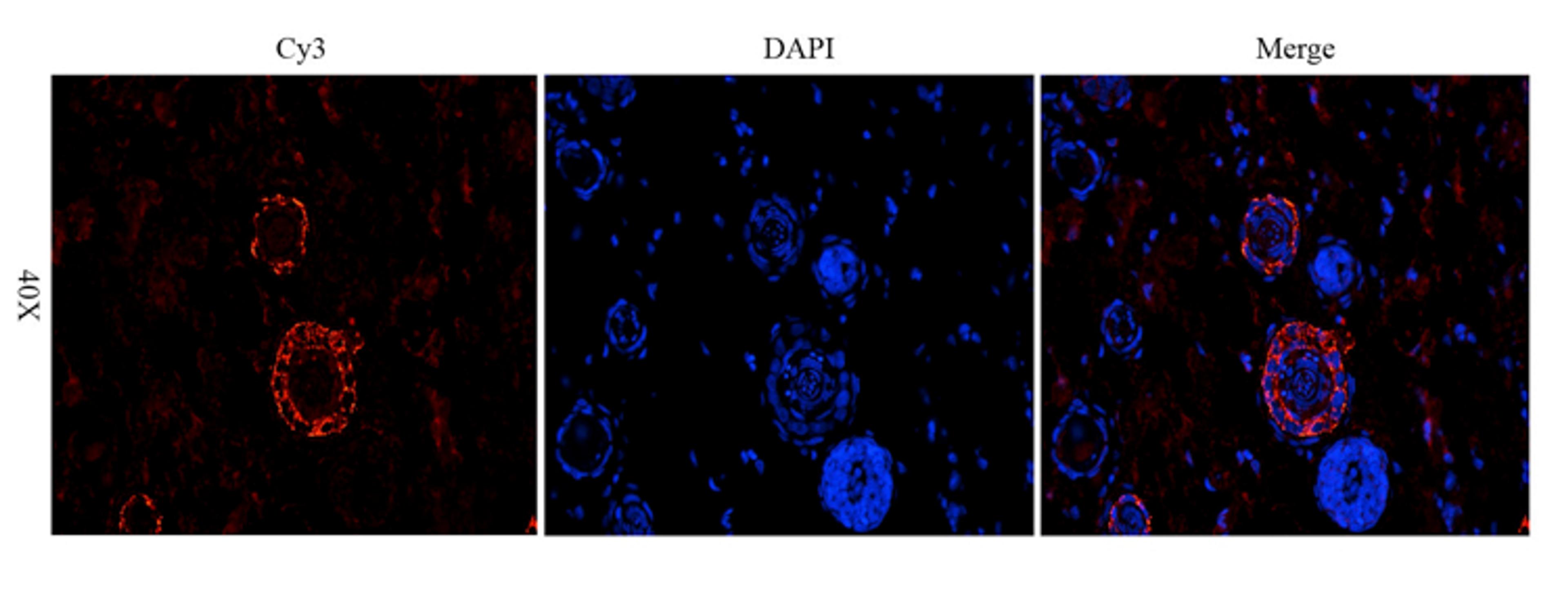 Immunofluorescence image of rat skin tissue using anti-MCP1 (dilution at 1:200)