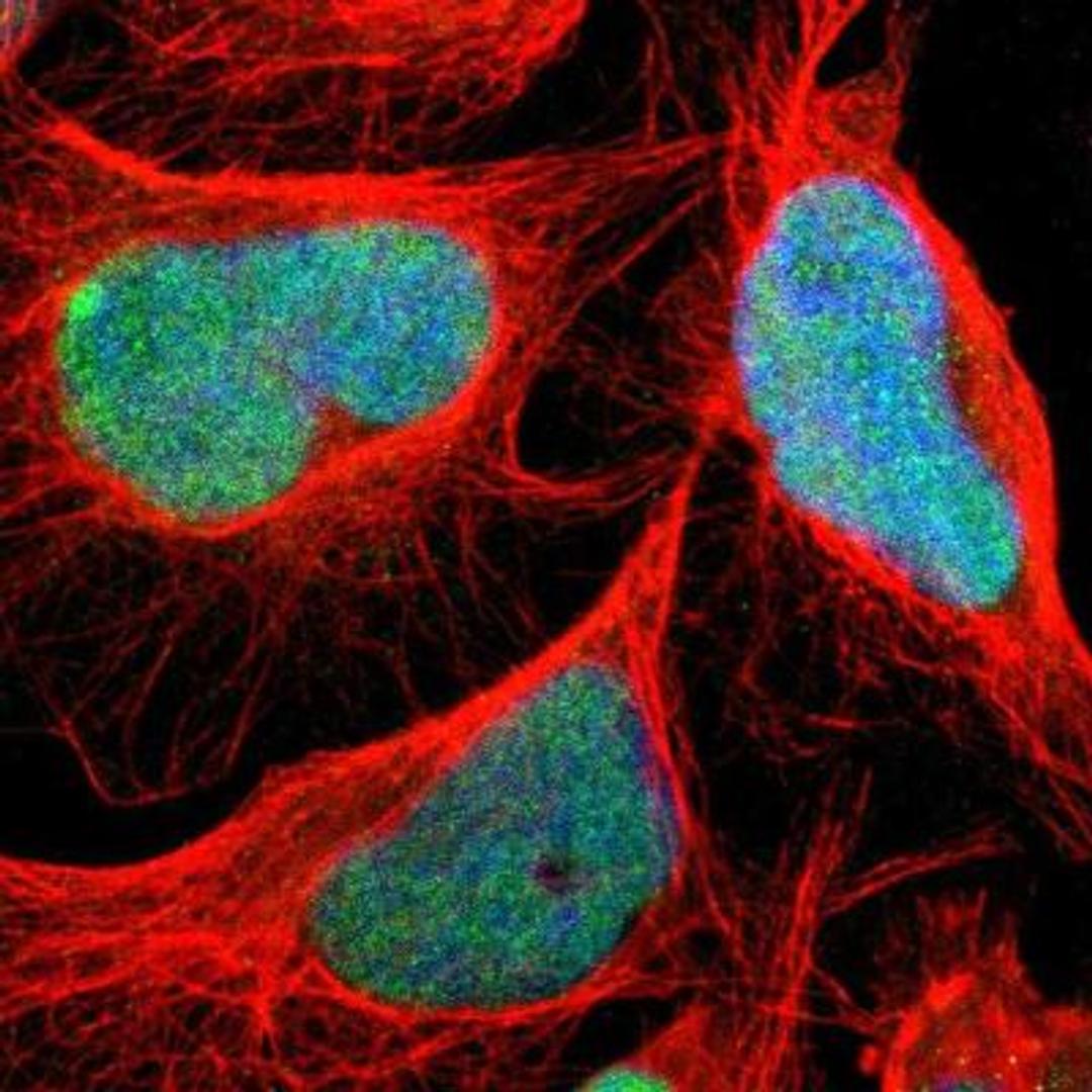 Immunocytochemistry/Immunofluorescence: C1orf174 Antibody [NBP1-87116] - Staining of human cell line U-2 OS shows positivity in nuclei.