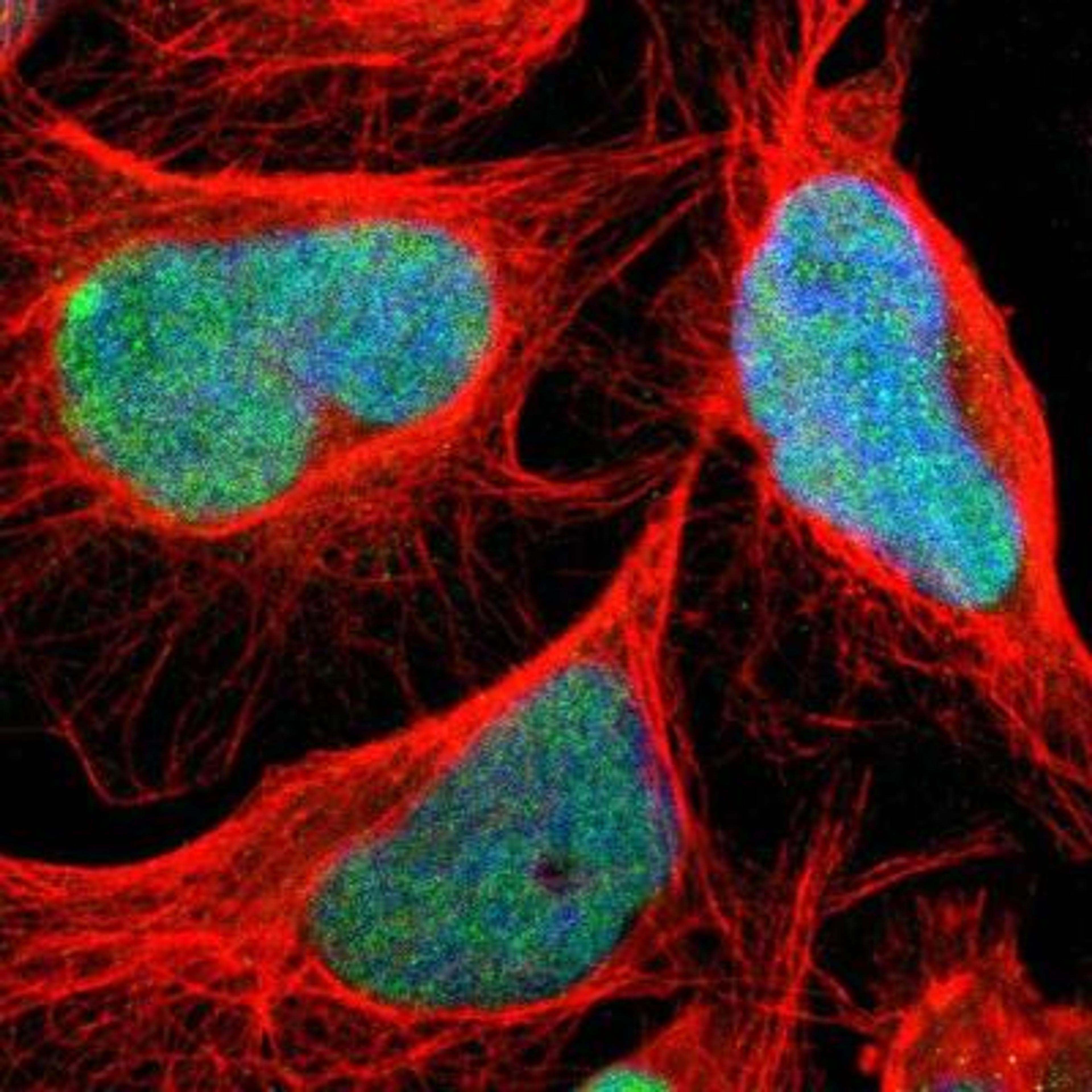 Immunocytochemistry/Immunofluorescence: C1orf174 Antibody [NBP1-87116] - Staining of human cell line U-2 OS shows positivity in nuclei.