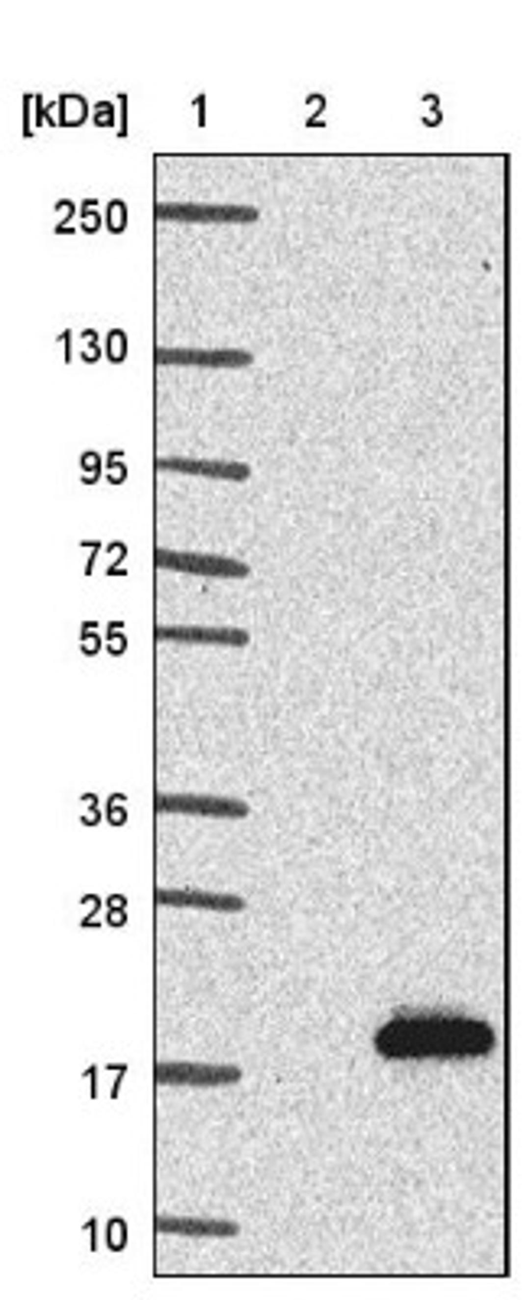 Western Blot: SPACA3 Antibody [NBP1-89136] - Lane 1: Marker [kDa] 250, 130, 95, 72, 55, 36, 28, 17, 10<br/>Lane 2: Negative control (vector only transfected HEK293T lysate)<br/>Lane 3: Over-expression lysate (Co-expressed with a C-terminal myc-DDK tag (~3.1 kDa) in mammalian HEK293T cells, LY406283)