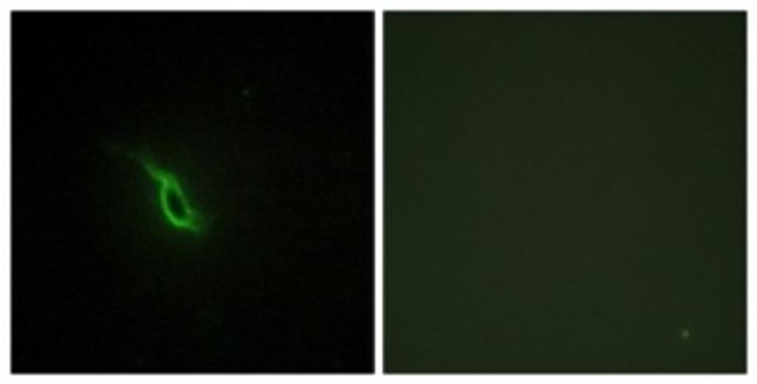 Immunocytochemistry/Immunofluorescence: Alpha 2a Adrenergic Receptor Antibody [NBP1-67832] - Analysis of NIH-3T3 cells, using Alpha 2a Adrenergic Receptor Antibody. The picture on the right is treated with the synthesized peptide.