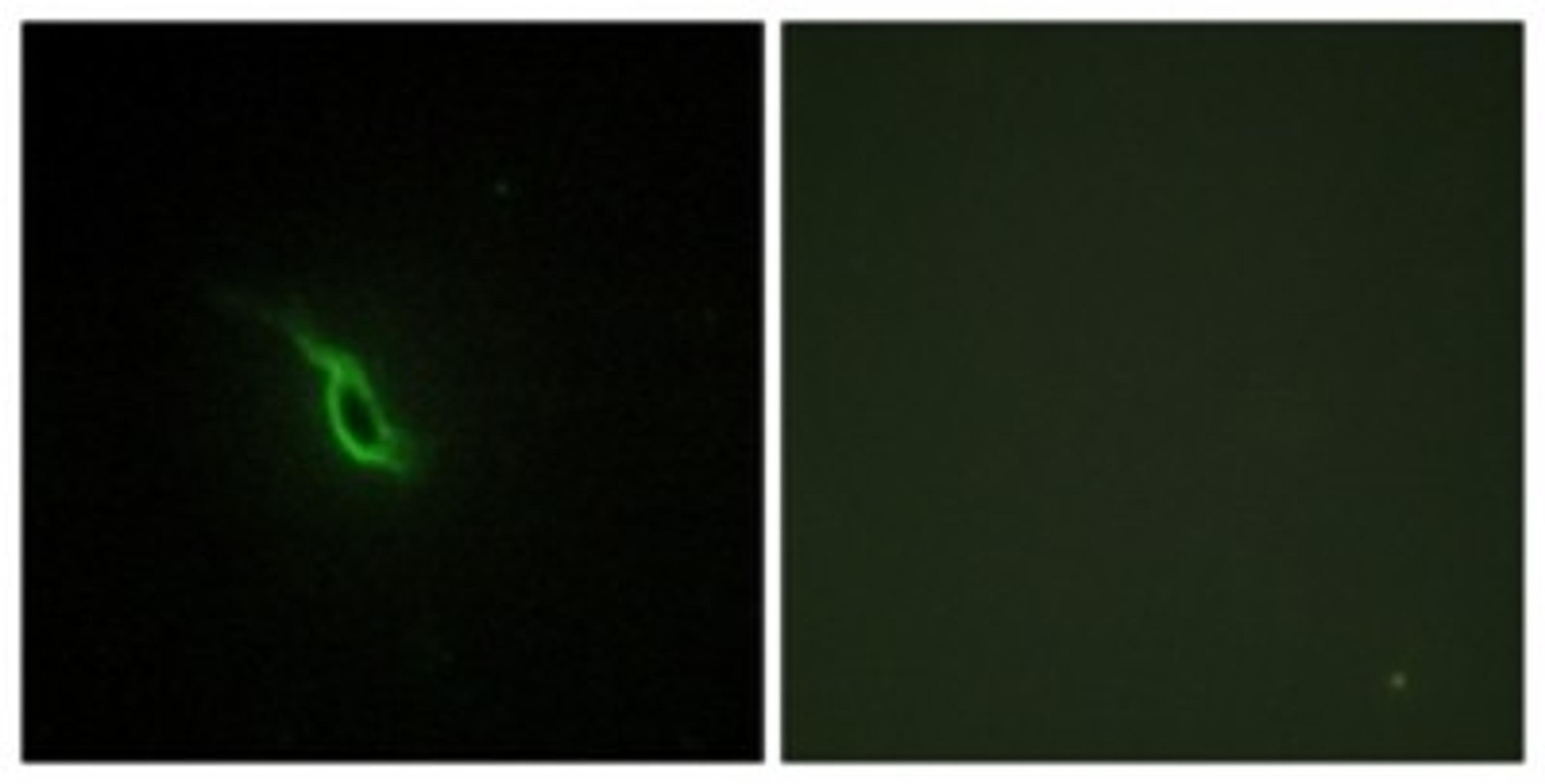 Immunocytochemistry/Immunofluorescence: Alpha 2a Adrenergic Receptor Antibody [NBP1-67832] - Analysis of NIH-3T3 cells, using Alpha 2a Adrenergic Receptor Antibody. The picture on the right is treated with the synthesized peptide.