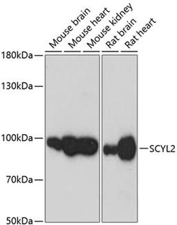 Western blot - SCYL2 antibody (A13178)