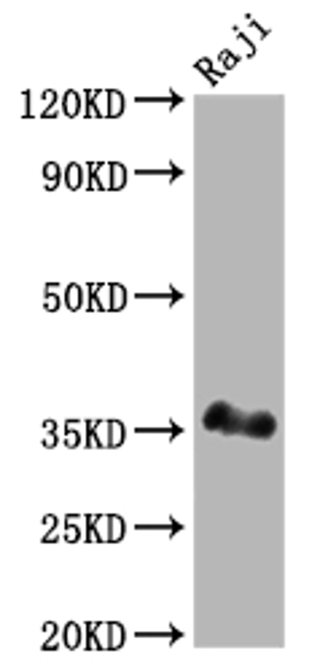 Western Blot. Positive WB detected in: Raji whole cell lysate. All lanes: BOB1 antibody at 1:2000. Secondary. Goat polyclonal to rabbit IgG at 1/50000 dilution. Predicted band size: 28 kDa. Observed band size: 35 kDa.
