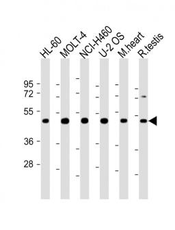 Western Blot at 1:2000 dilution Lane 1: HL-60 whole cell lysate Lane 2: MOLT-4 whole cell lysate Lane 3: NCI-H460 whole cell lysate Lane 4: U-2 OS whole cell lysate Lane 5: mouse heart lysate Lane 6: rat testis lysate Lysates/proteins at 20 ug per lane.