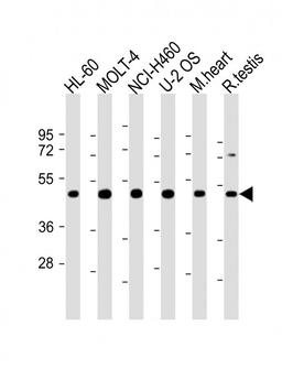 Western Blot at 1:2000 dilution Lane 1: HL-60 whole cell lysate Lane 2: MOLT-4 whole cell lysate Lane 3: NCI-H460 whole cell lysate Lane 4: U-2 OS whole cell lysate Lane 5: mouse heart lysate Lane 6: rat testis lysate Lysates/proteins at 20 ug per lane.