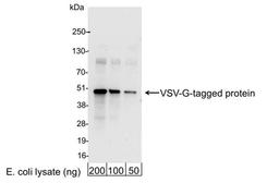 Detection of VSV-G-tagged Protein by WB.