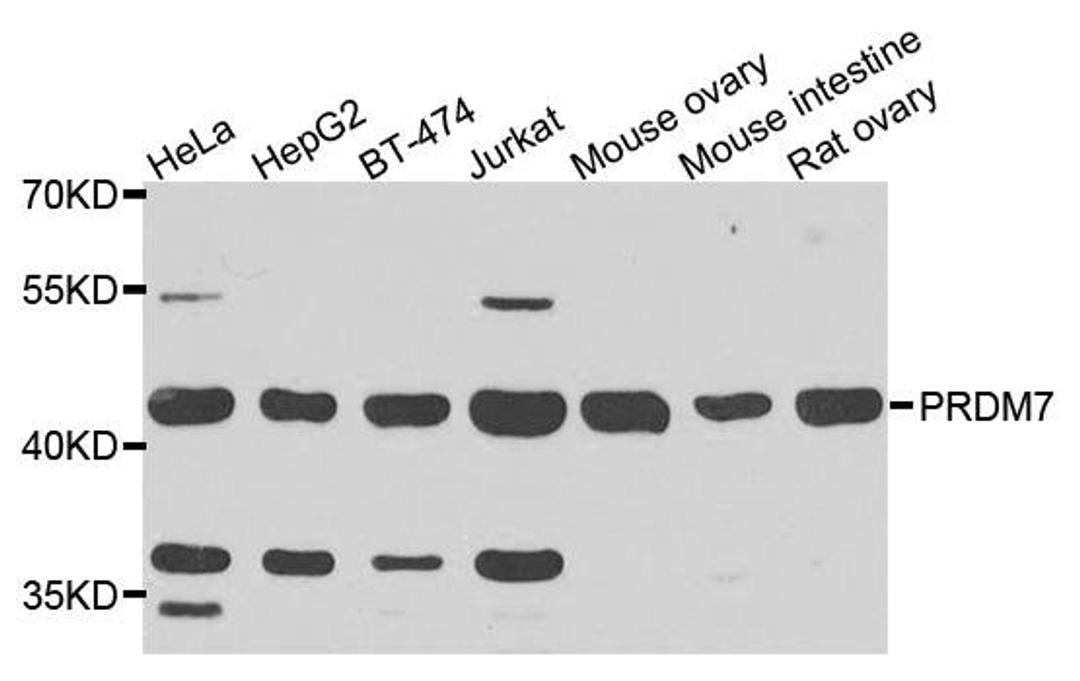 Western blot analysis of extracts of various cells using PRDM7 antibody