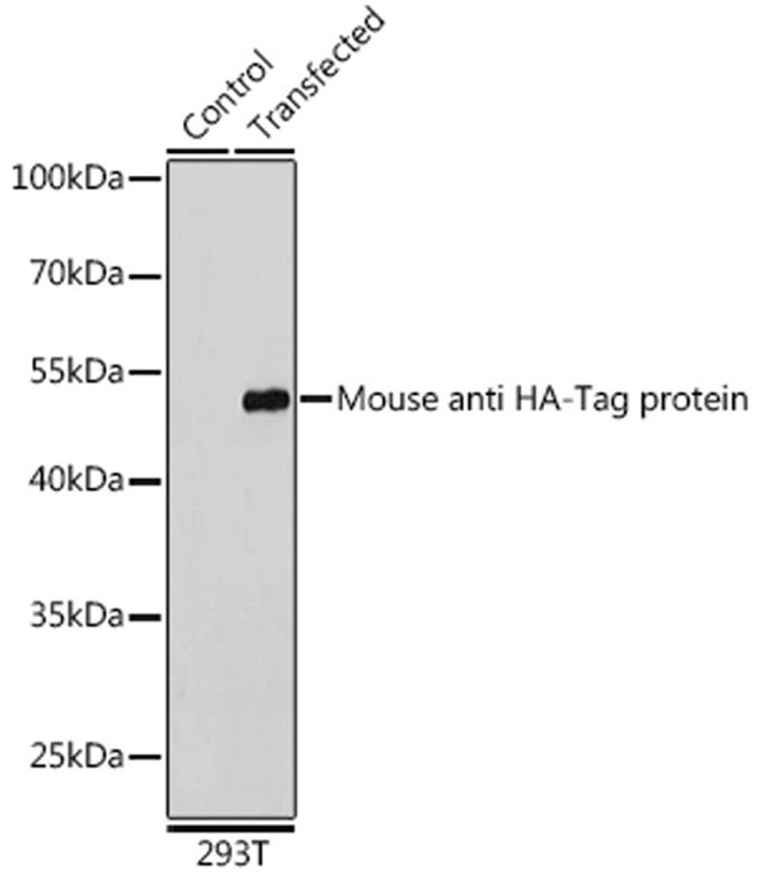 Western blot - Mouse anti HA-Tag mAb (AE065)