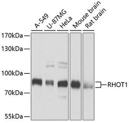 Western blot - RHOT1 antibody (A5838)