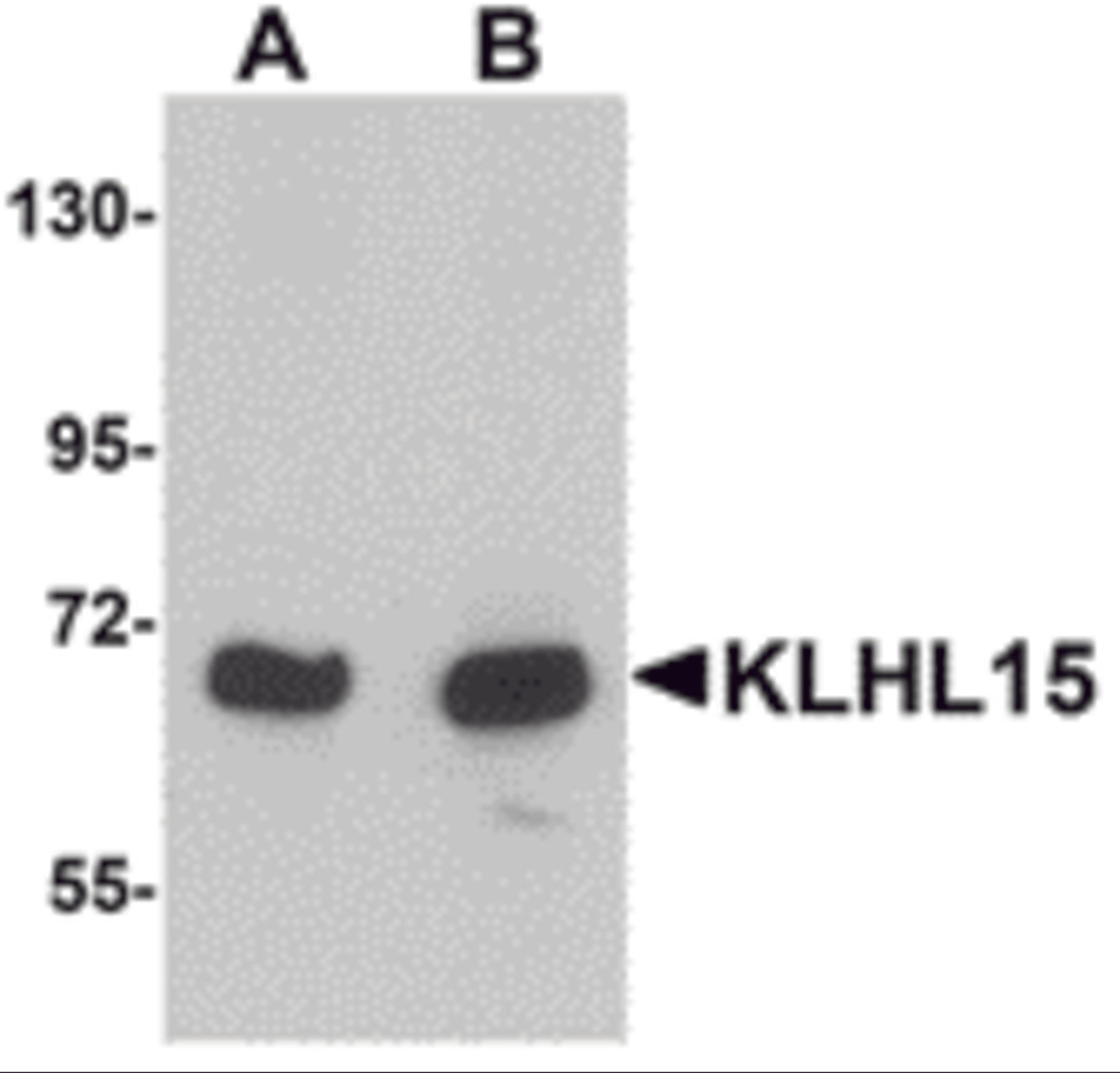 Western blot analysis of KLHL15 in HeLa cell lysate with KLHL15 antibody at (A) 1 and (B) 2 μg/mL.