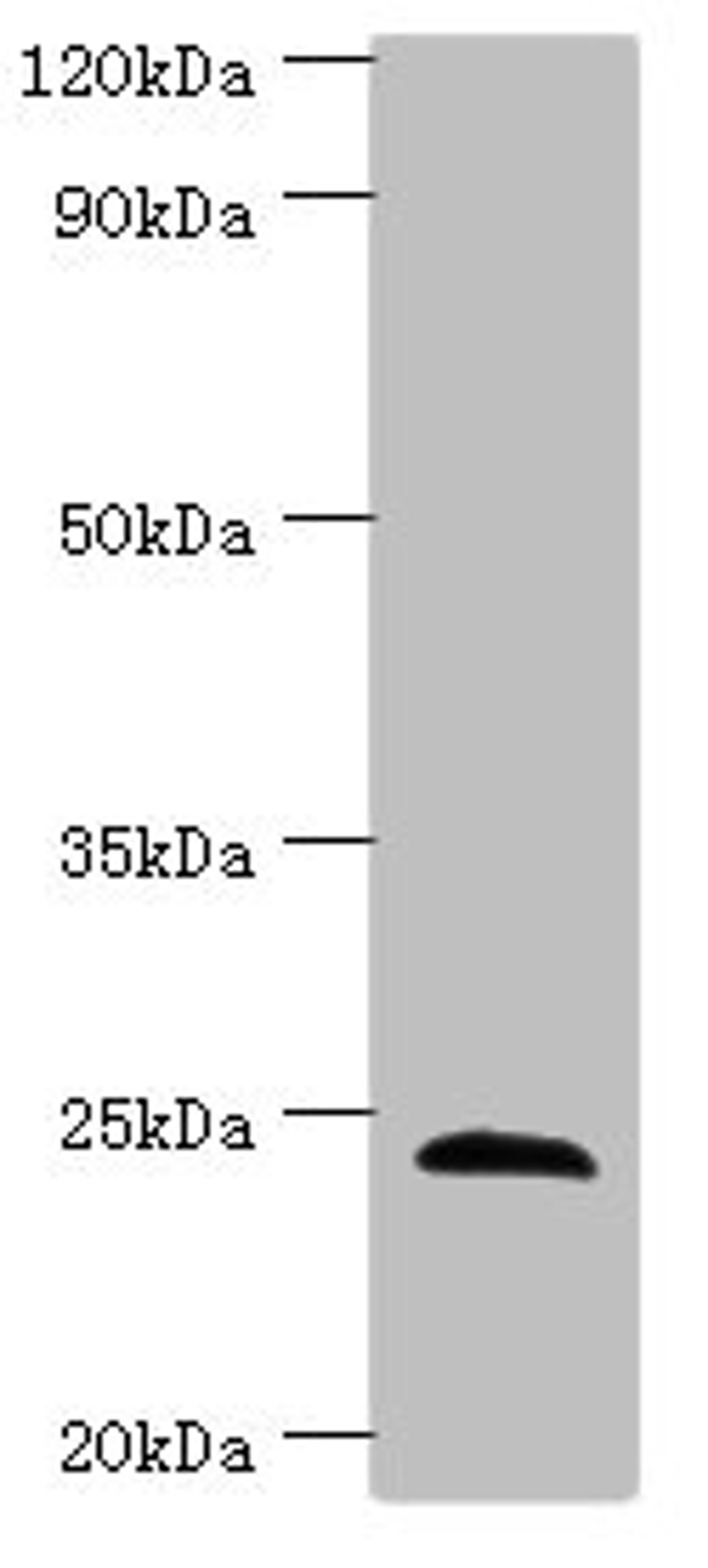 Western blot. All lanes: SOST antibody at 4ug/ml + Hela whole cell lysate. Secondary. Goat polyclonal to rabbit IgG at 1/10000 dilution. Predicted band size: 24 kDa. Observed band size: 24 kDa.