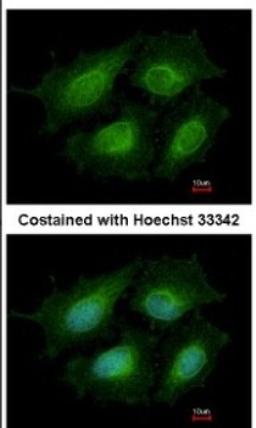 Immunocytochemistry/Immunofluorescence: Annexin A8 Antibody [NBP2-15410] - Analysis of methanol-fixed HeLa, using antibody at 1:200 dilution.