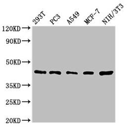 Western Blot. Positive WB detected in: 293T whole cell lysate, PC-3 whole cell lysate, A549 whole cell lysate, MCF-7 whole cell lysate, NIH/3T3 whole cell lysate. All lanes: SAV1 antibody at 1.62µg/ml. Secondary. Goat polyclonal to rabbit IgG at 1/50000 dilution. Predicted band size: 45 kDa. Observed band size: 45 kDa