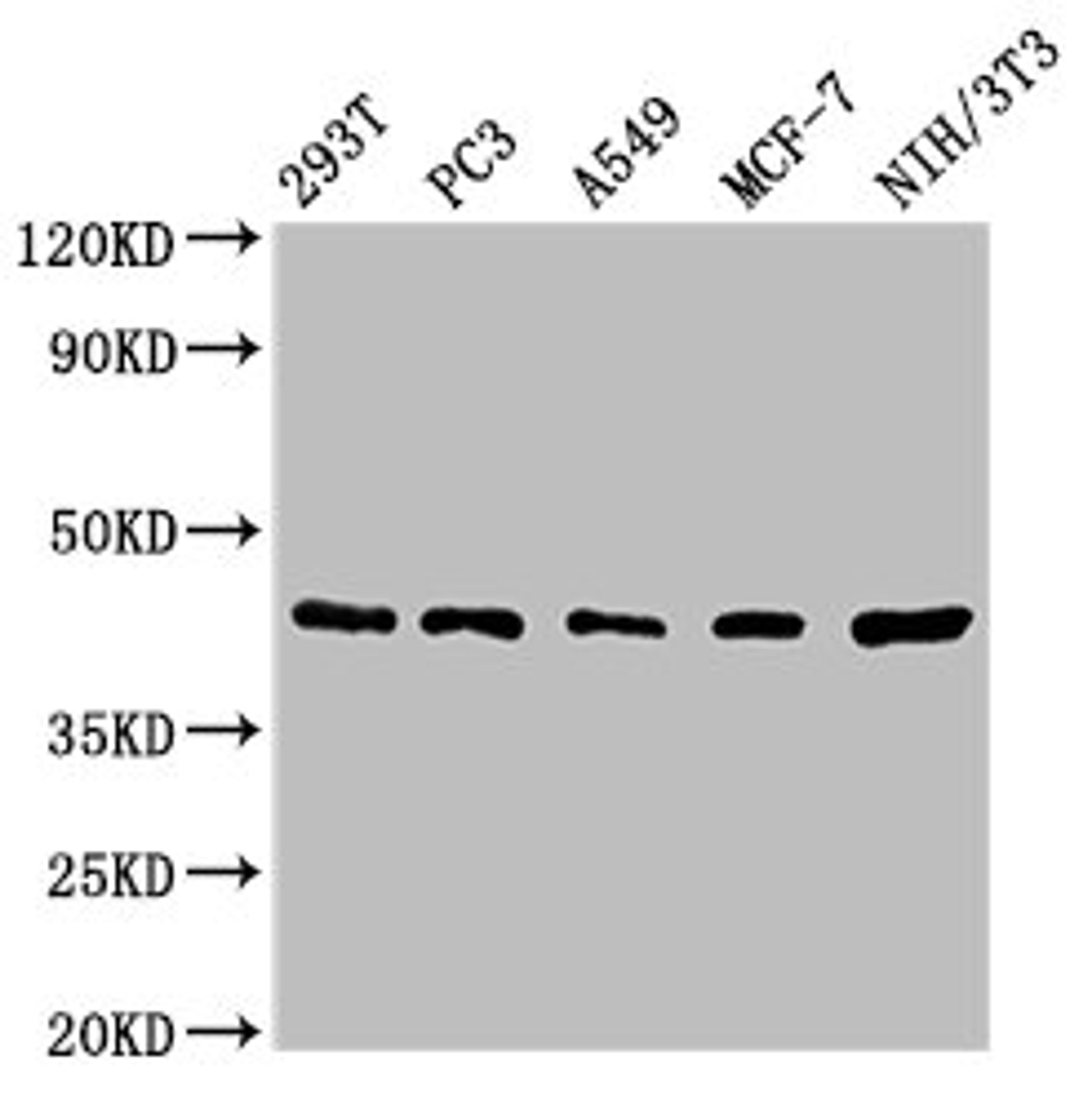 Western Blot. Positive WB detected in: 293T whole cell lysate, PC-3 whole cell lysate, A549 whole cell lysate, MCF-7 whole cell lysate, NIH/3T3 whole cell lysate. All lanes: SAV1 antibody at 1.62µg/ml. Secondary. Goat polyclonal to rabbit IgG at 1/50000 dilution. Predicted band size: 45 kDa. Observed band size: 45 kDa