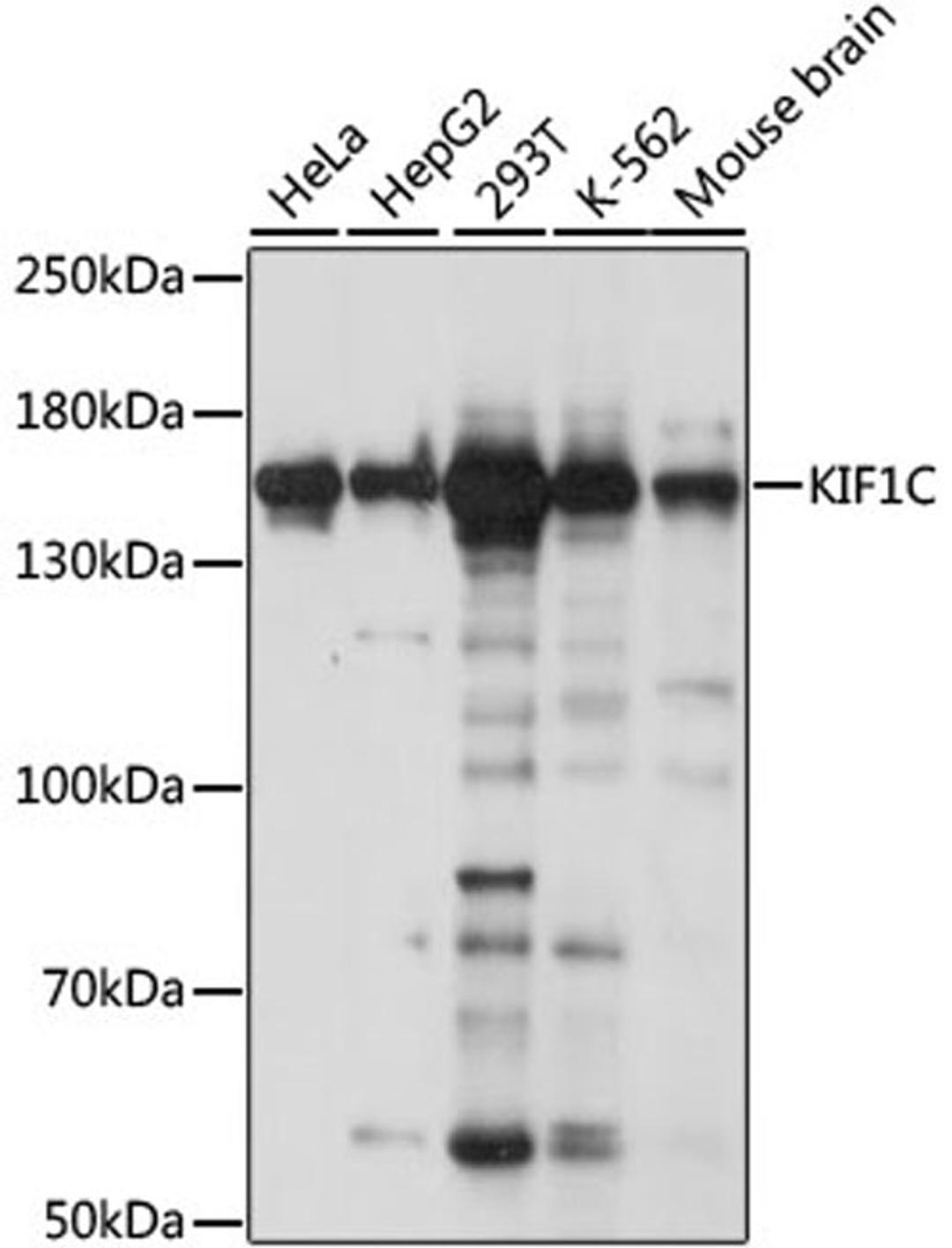 Western blot - KIF1C antibody (A15786)