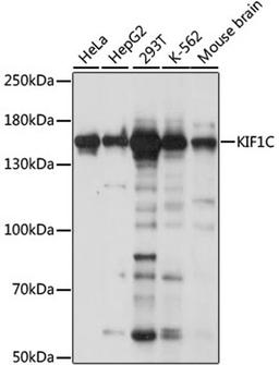 Western blot - KIF1C antibody (A15786)