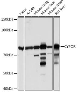 Western blot - CYPOR Rabbit mAb (A5032)