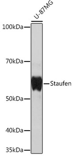 Western blot - Staufen Rabbit mAb (A4619)