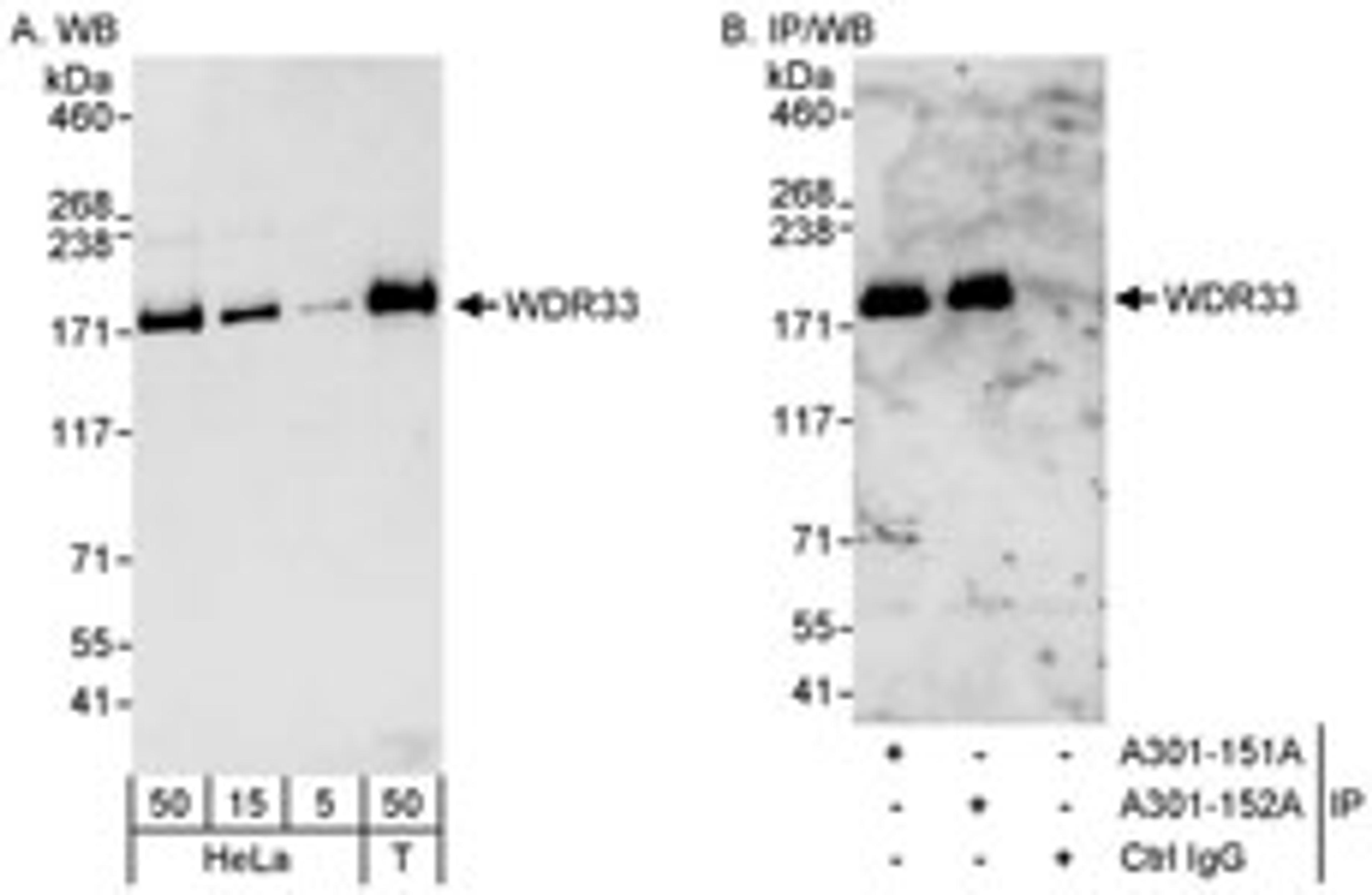 Detection of human WDR33 by western blot and immunoprecipitation.