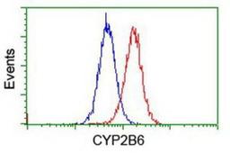 Flow Cytometry: Cytochrome P450 2B6 Antibody (3D5) [NBP2-01800] - Analysis of Jurkat cells, using anti-Cytochrome P450 2B6 antibody, (Red), compared to a nonspecific negative control antibody (Blue).