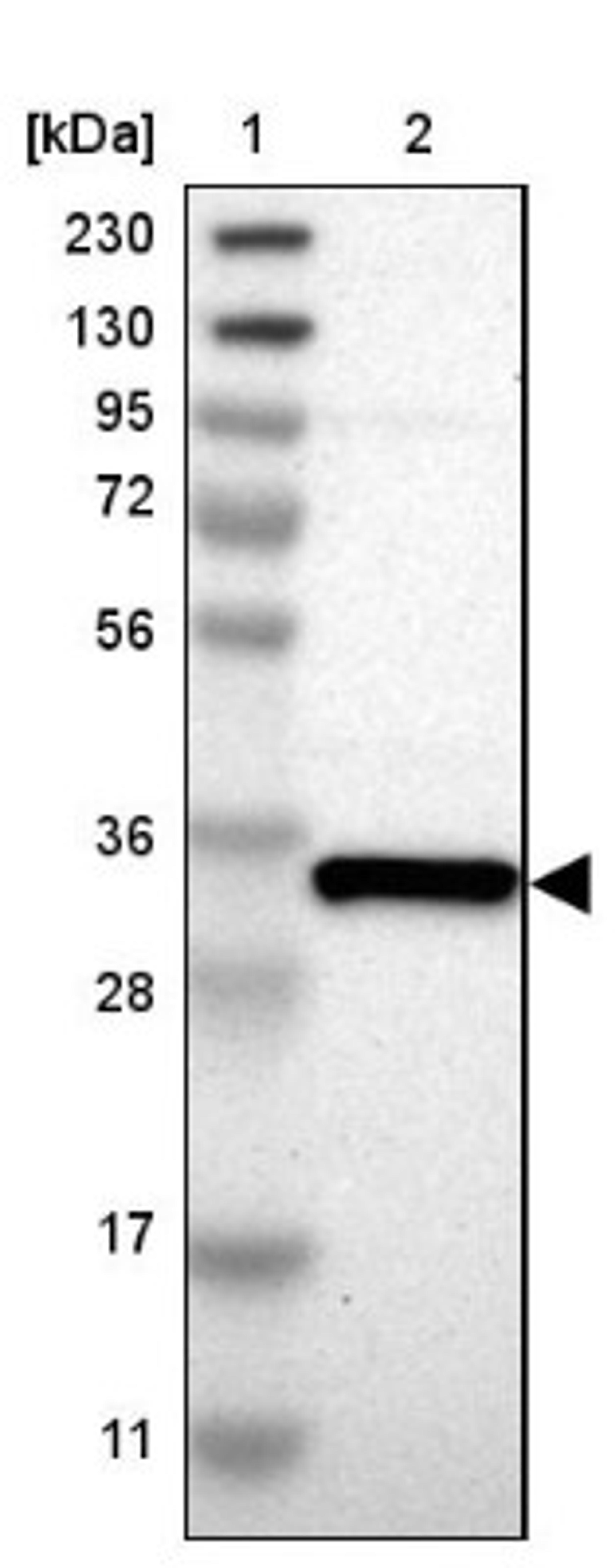 Western Blot: GSG1L Antibody [NBP1-81340] - Lane 1: Marker [kDa] 230, 130, 95, 72, 56, 36, 28, 17, 11<br/>Lane 2: Human cell line RT-4