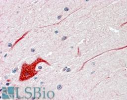 46-250 (3.8ug/ml) staining of paraffin embedded Human Cerebellum Steamed antigen retrieval with citrate buffer pH 6, AP-staining.