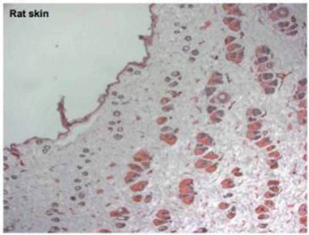 Immunohistochemistry-Frozen: LYVE-1 Antibody [NB600-1008] -  Rat skin.