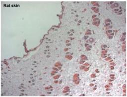 Immunohistochemistry-Frozen: LYVE-1 Antibody [NB600-1008] -  Rat skin.