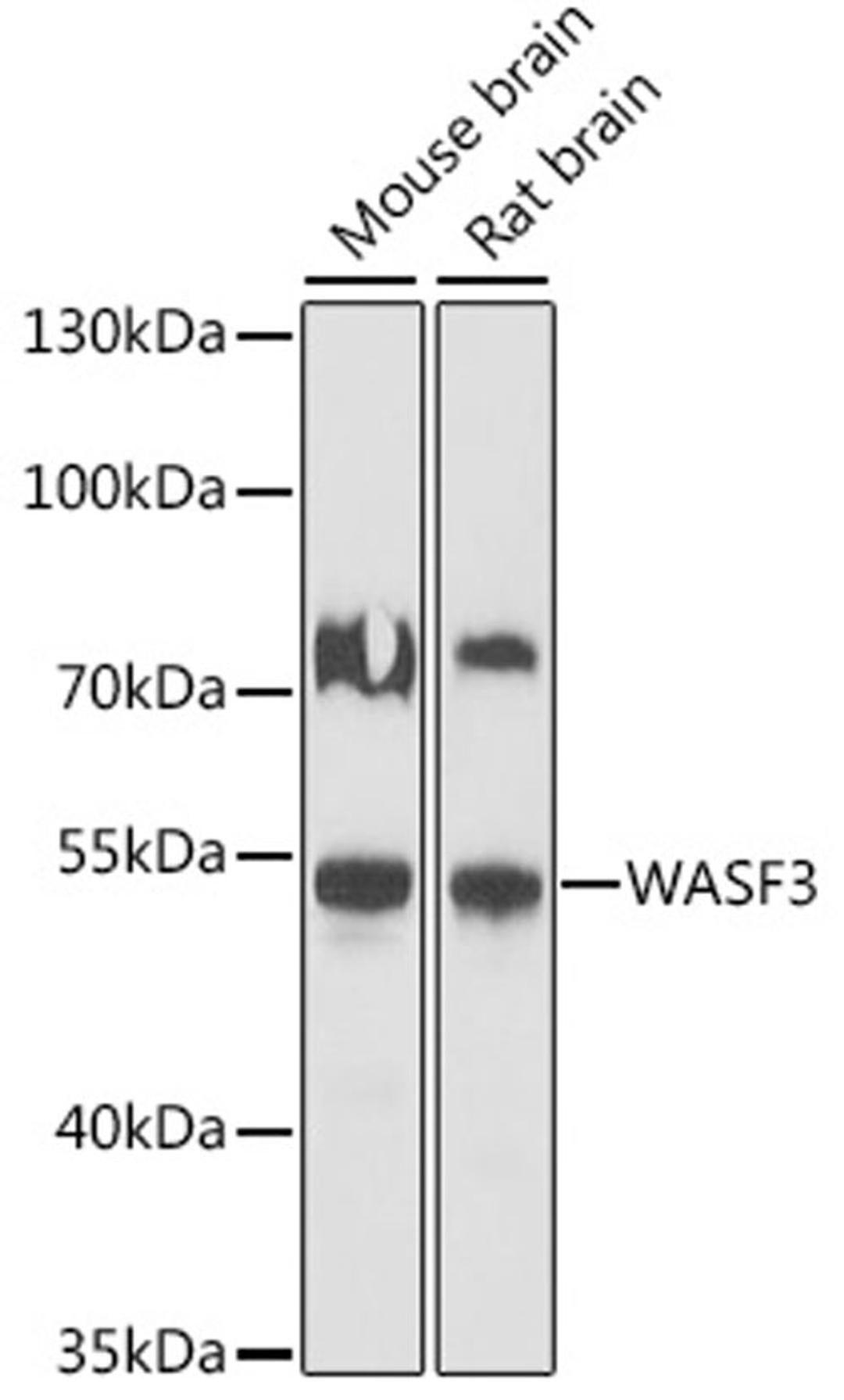 Western blot - WASF3 antibody (A16274)