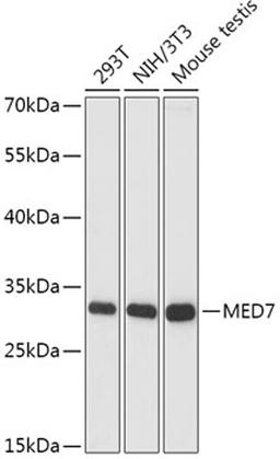 Western blot - MED7 antibody (A16088)