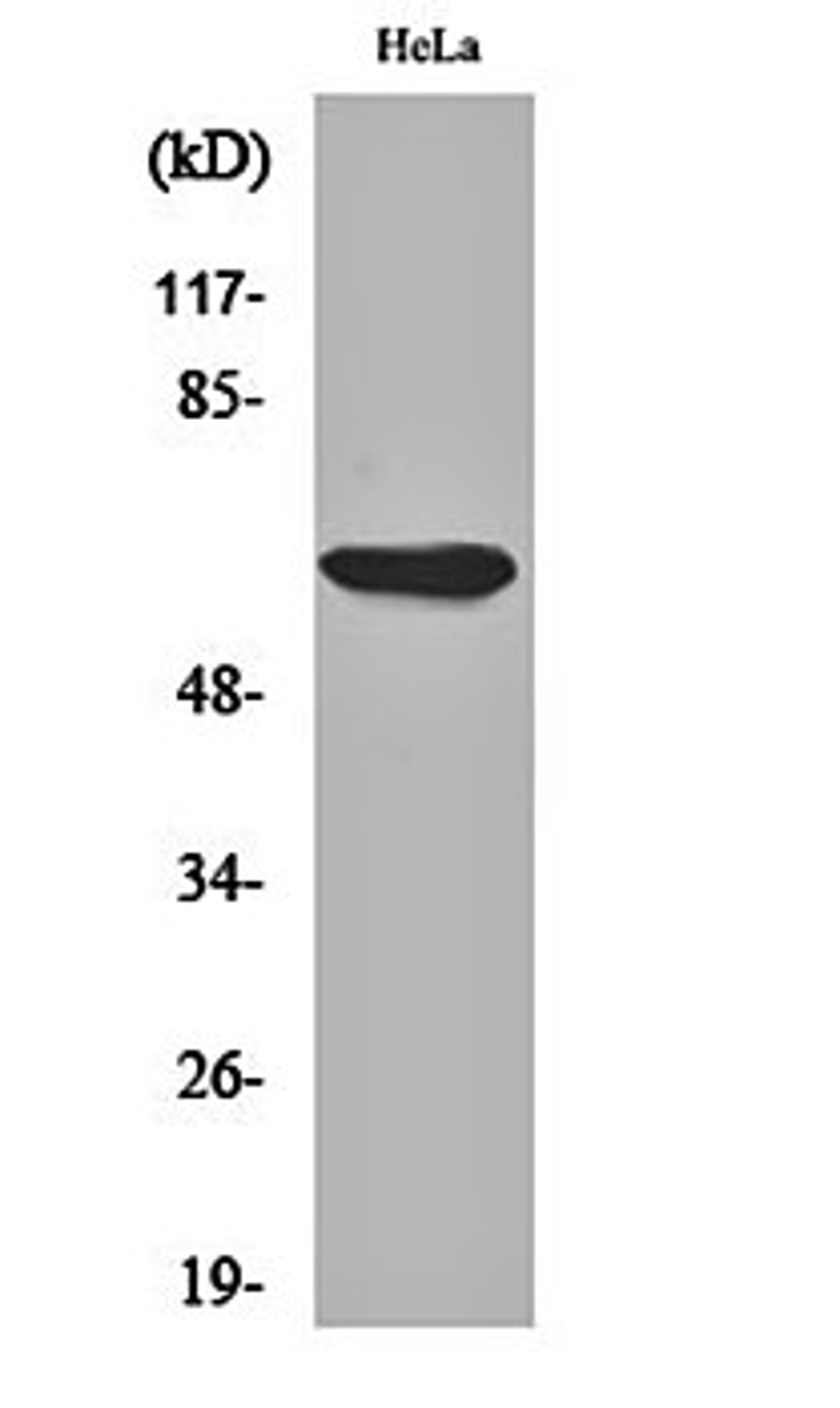 Western blot analysis of Hela cell lysates using AMPK alpha1 antibody