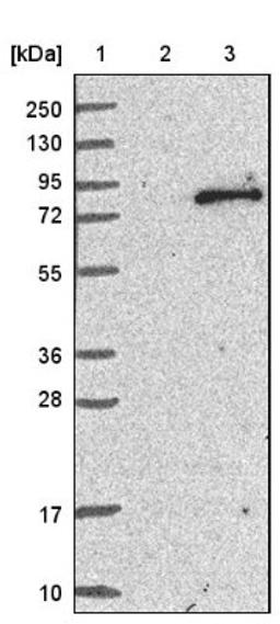 Western Blot: Tec Antibody [NBP1-87206] - Lane 1: Marker [kDa] 250, 130, 95, 72, 55, 36, 28, 17, 10<br/>Lane 2: Negative control (vector only transfected HEK293T lysate)<br/>Lane 3: Over-expression lysate (Co-expressed with a C-terminal myc-DDK tag (~3.1 kDa) in mammalian HEK293T cells, LY418830)