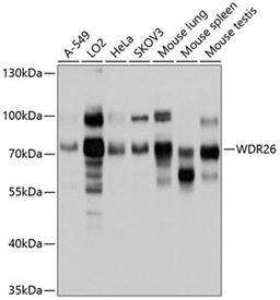 Western blot - WDR26 antibody (A10594)