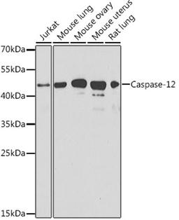 Western blot - Caspase-12 Antibody (A0217)