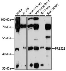 Western blot - PRSS23 antibody (A17092)