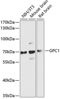 Western blot - GPC1 antibody (A13019)