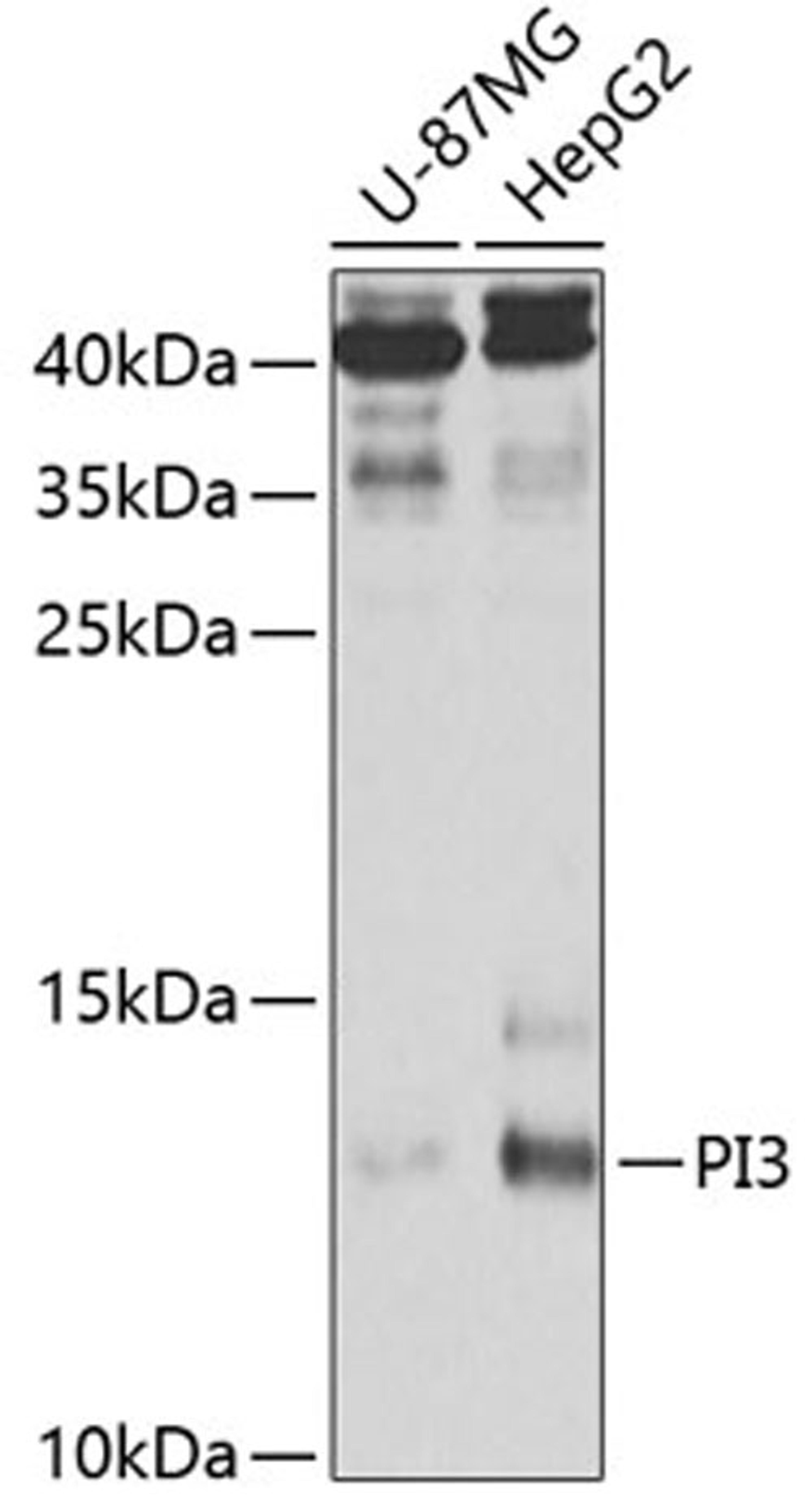 Western blot - PI3 antibody (A5441)