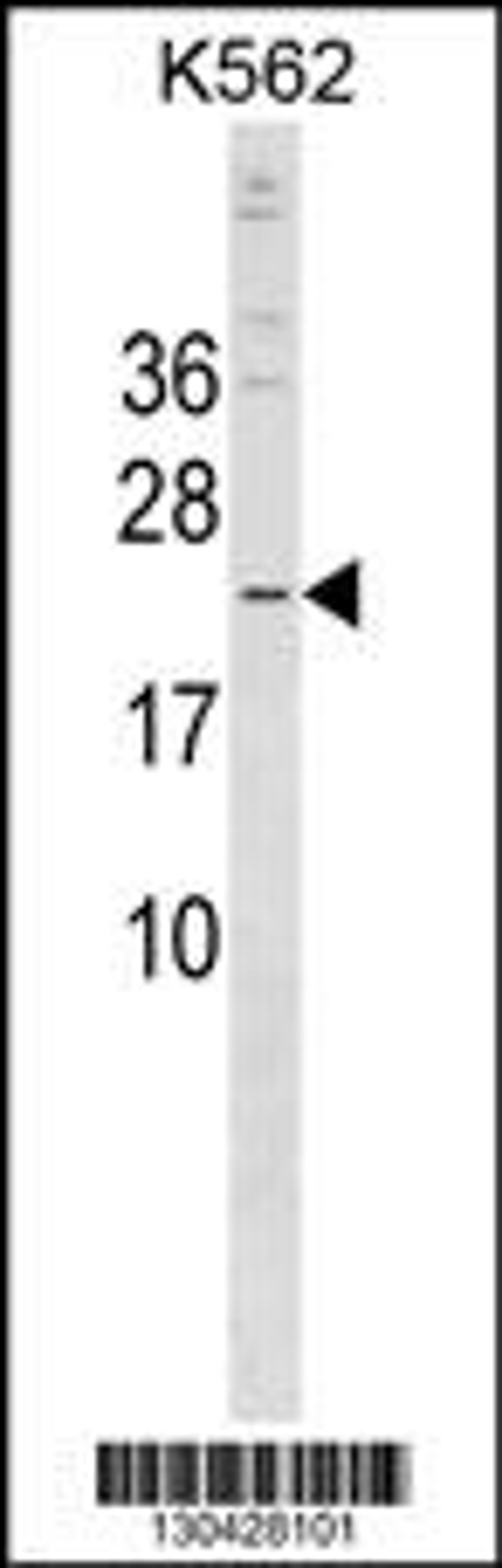 Western blot analysis in K562 cell line lysates (35ug/lane).