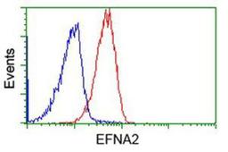 Flow Cytometry: Ephrin A2 Antibody (3E3) [NBP2-02810] - Analysis of Jurkat cells, using anti-Ephrin A2 antibody, (Red), compared to a nonspecific negative control antibody (Blue).