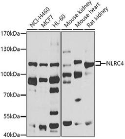 Western blot - NLRC4 antibody (A7382)