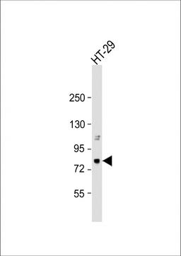 Western Blot at 1:1000 dilution + HT-29 whole cell lysate Lysates/proteins at 20 ug per lane.