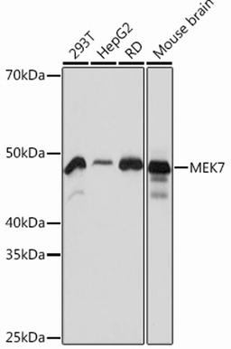 Western blot - MEK7 Rabbit mAb (A12950)