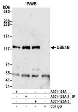 Detection of human UBE4B by western blot of immunoprecipitates.