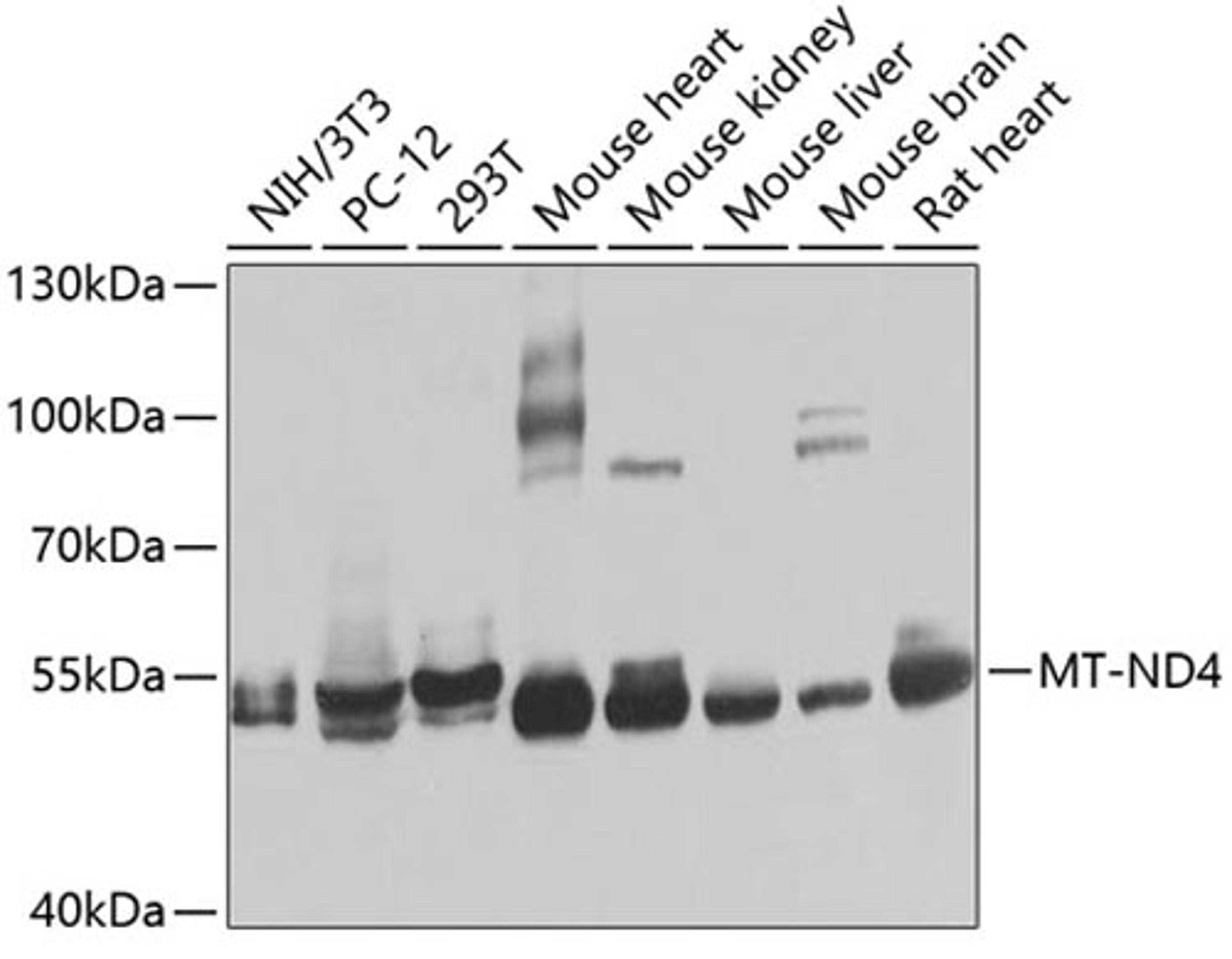 Western blot - MT-ND4 antibody (A9941)