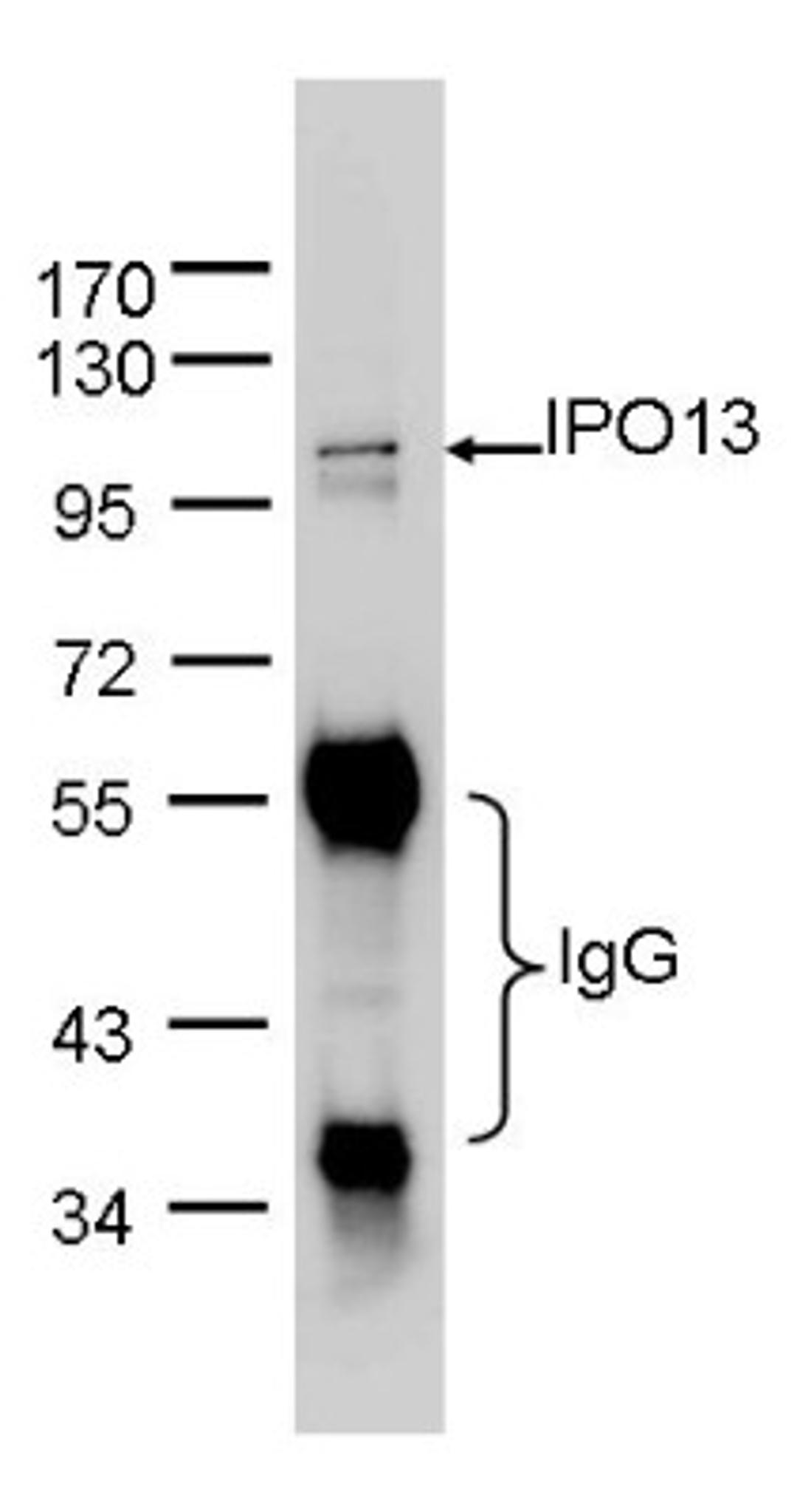 Western Blot: Importin-13 Antibody [NBP1-31508] - IPO13 was immunoprecipitated from 1mg of Hela whole cell lysate using 10 ug of anti-IPO13 antibody. The precipitated IPO13 was detected by antibody diluted at 1:1000.