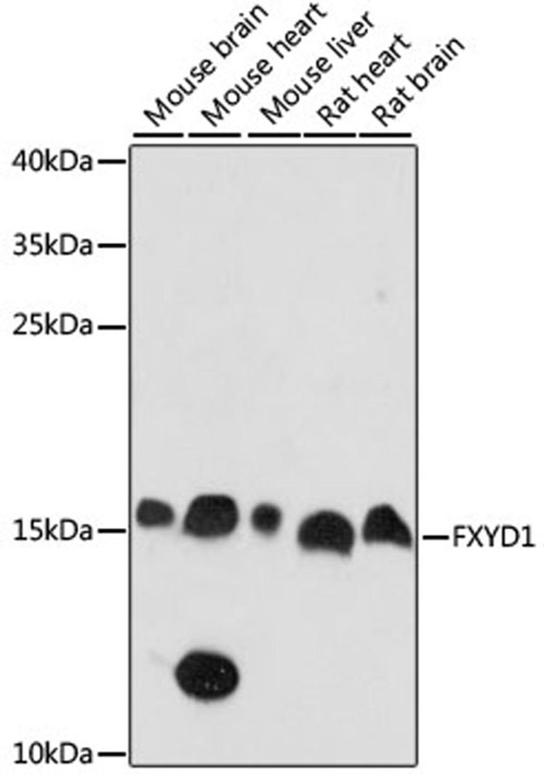 Western blot - FXYD1 antibody (A15082)