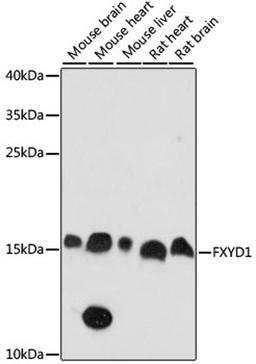 Western blot - FXYD1 antibody (A15082)