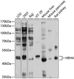 Western blot - HRH4 antibody (A10151)